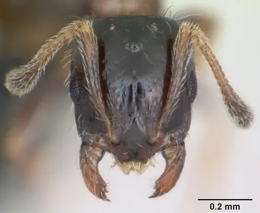 Monomorium floricola - CASENT0125365