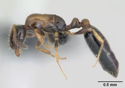 Monomorium floricola - CASENT0125365