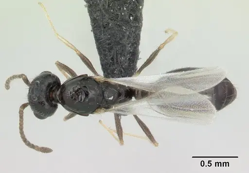 Monomorium floricola - CASENT0134958
