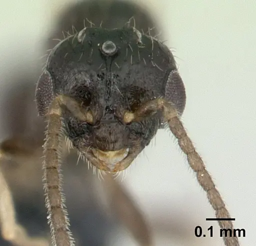 Monomorium floricola - CASENT0134958