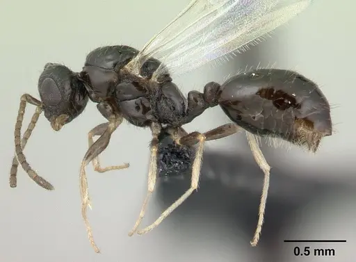 Monomorium floricola - CASENT0134958