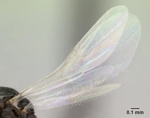 Monomorium floricola - CASENT0134958