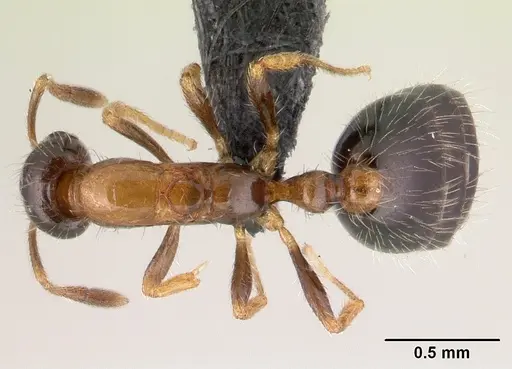 Monomorium floricola - CASENT0146400