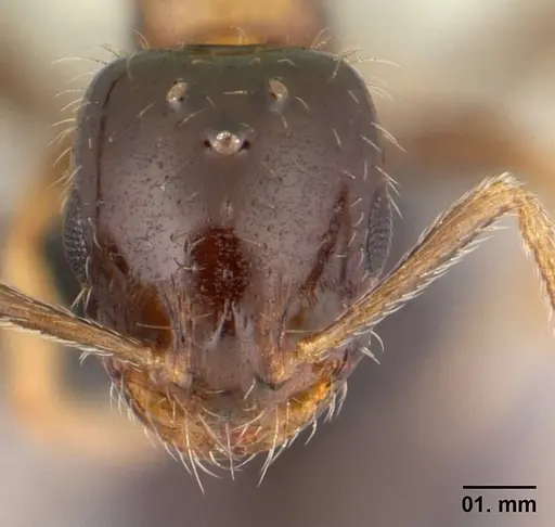 Monomorium floricola - CASENT0146400