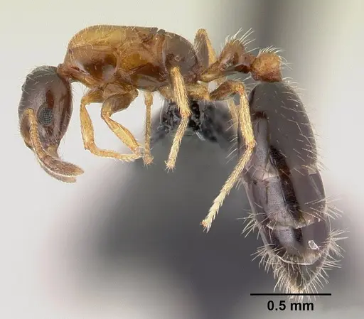 Monomorium floricola - CASENT0146400