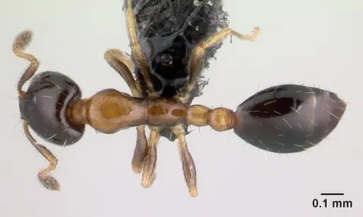 Monomorium floricola - CASENT0146777