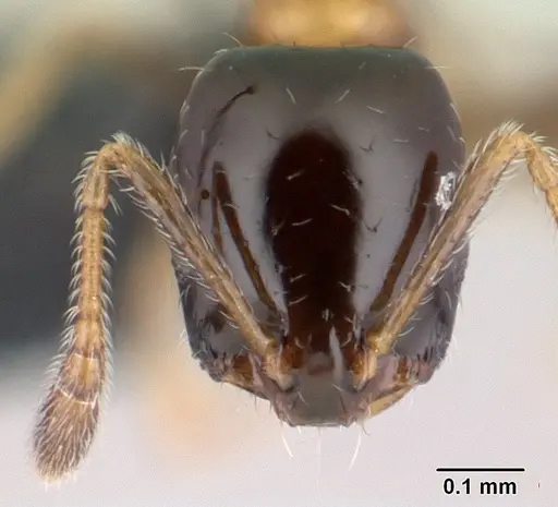 Monomorium floricola - CASENT0146777