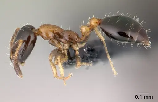 Monomorium floricola - CASENT0146777