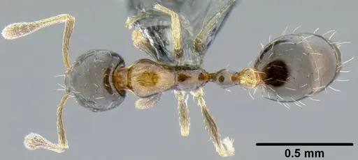 Monomorium floricola - CASENT0171072