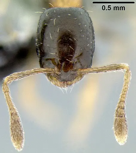 Monomorium floricola - CASENT0171072