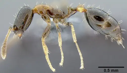 Monomorium floricola - CASENT0171072