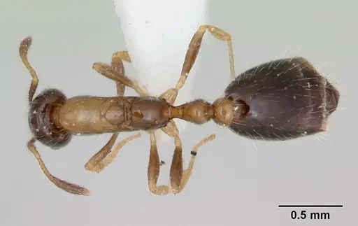 Monomorium floricola - CASENT0173272