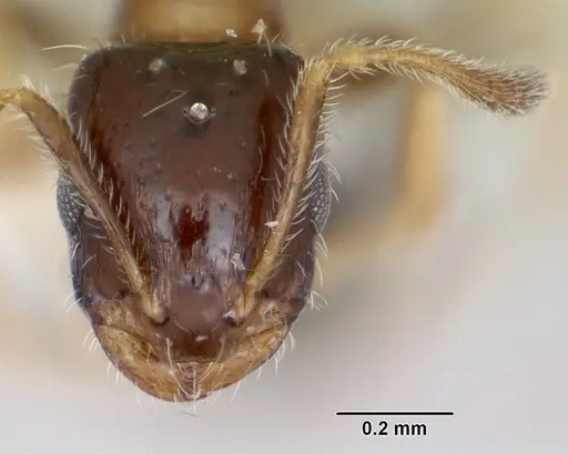 Monomorium floricola - CASENT0173272