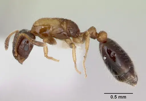 Monomorium floricola - CASENT0173272