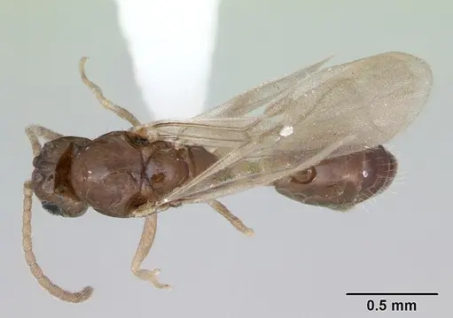Monomorium floricola - CASENT0173273