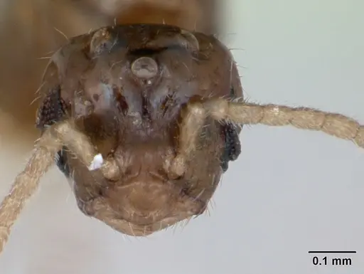 Monomorium floricola - CASENT0173273