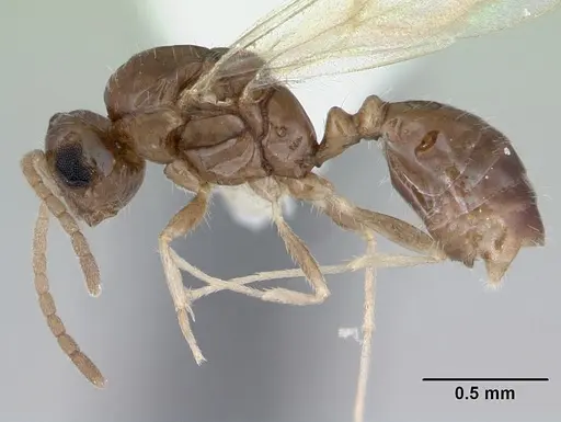 Monomorium floricola - CASENT0173273