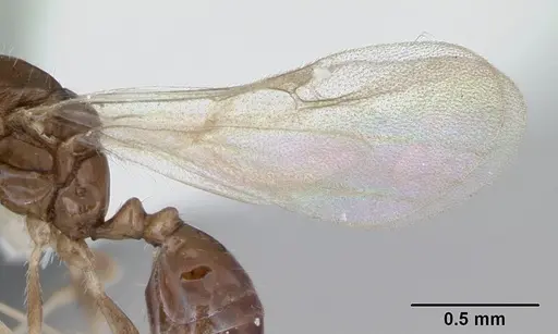 Monomorium floricola - CASENT0173273