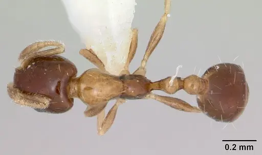 Monomorium floricola - CASENT0173274