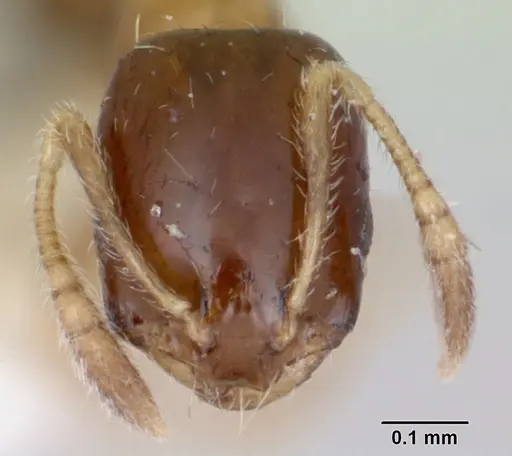 Monomorium floricola - CASENT0173274