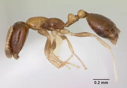 Monomorium floricola - CASENT0173274