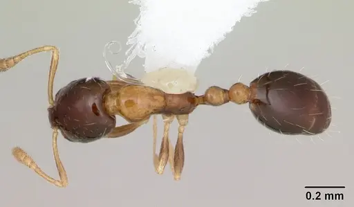 Monomorium floricola - CASENT0173985