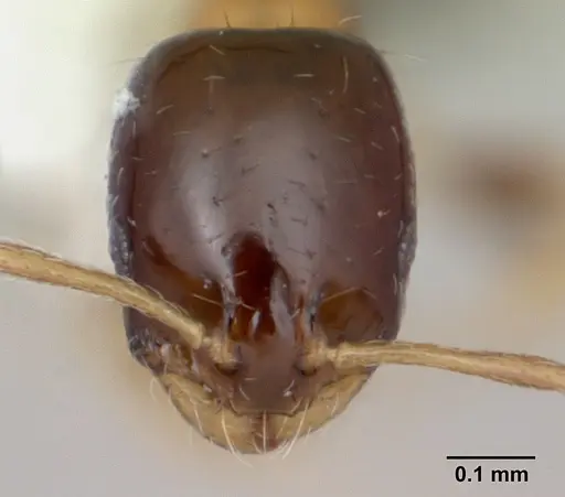 Monomorium floricola - CASENT0173985