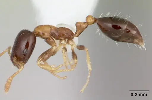 Monomorium floricola - CASENT0173985