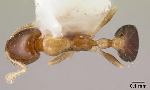 Monomorium floricola - CASENT0178386