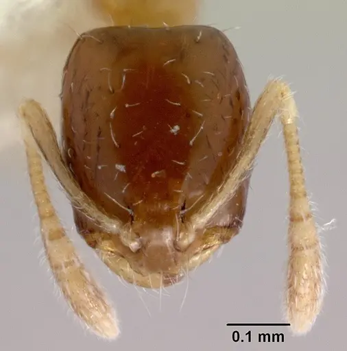 Monomorium floricola - CASENT0178386