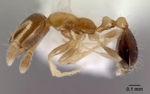 Monomorium floricola - CASENT0178386