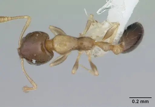 Monomorium floricola - CASENT0178634