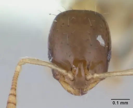 Monomorium floricola - CASENT0178634