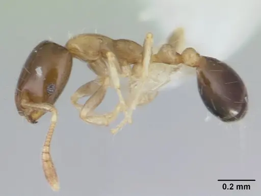 Monomorium floricola - CASENT0178634