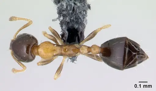 Monomorium floricola - CASENT0178889