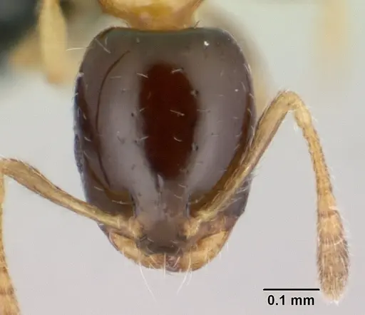 Monomorium floricola - CASENT0178889