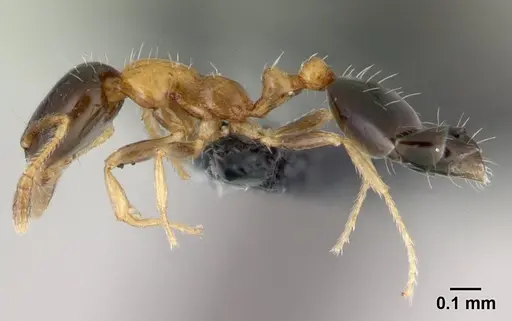 Monomorium floricola - CASENT0178889