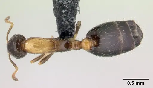Monomorium floricola - CASENT0188858