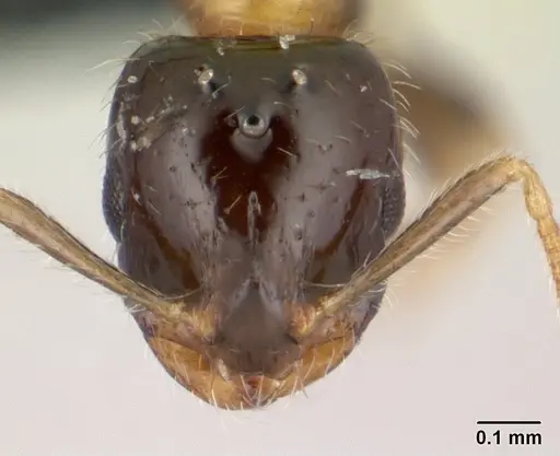 Monomorium floricola - CASENT0188858