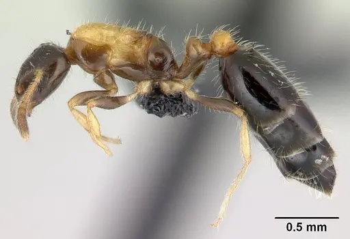 Monomorium floricola - CASENT0188858