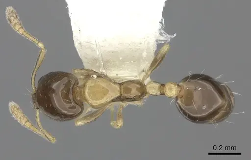Monomorium floricola - CASENT0219676