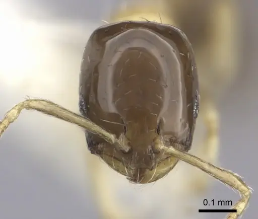 Monomorium floricola - CASENT0219676