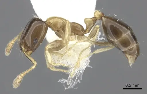 Monomorium floricola - CASENT0219676