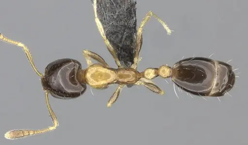 Monomorium floricola - CASENT0235524