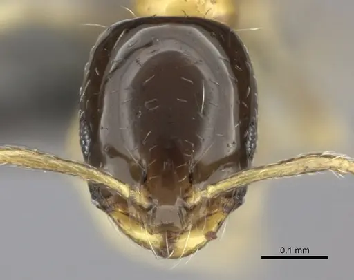 Monomorium floricola - CASENT0235524