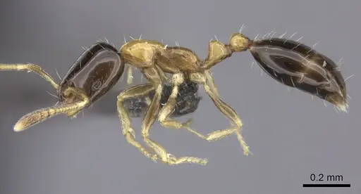 Monomorium floricola - CASENT0235524