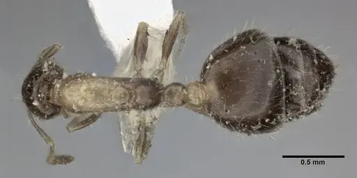 Monomorium floricola - CASENT0246067