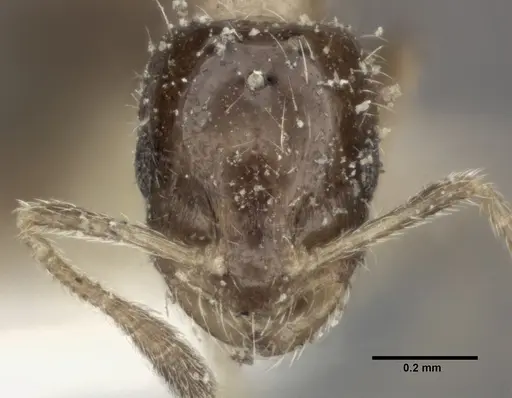 Monomorium floricola - CASENT0246067