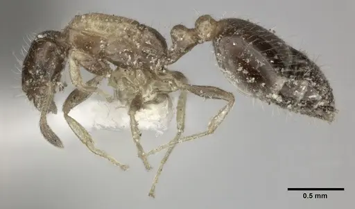 Monomorium floricola - CASENT0246067