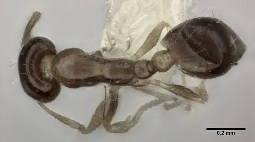 Monomorium floricola - CASENT0246068